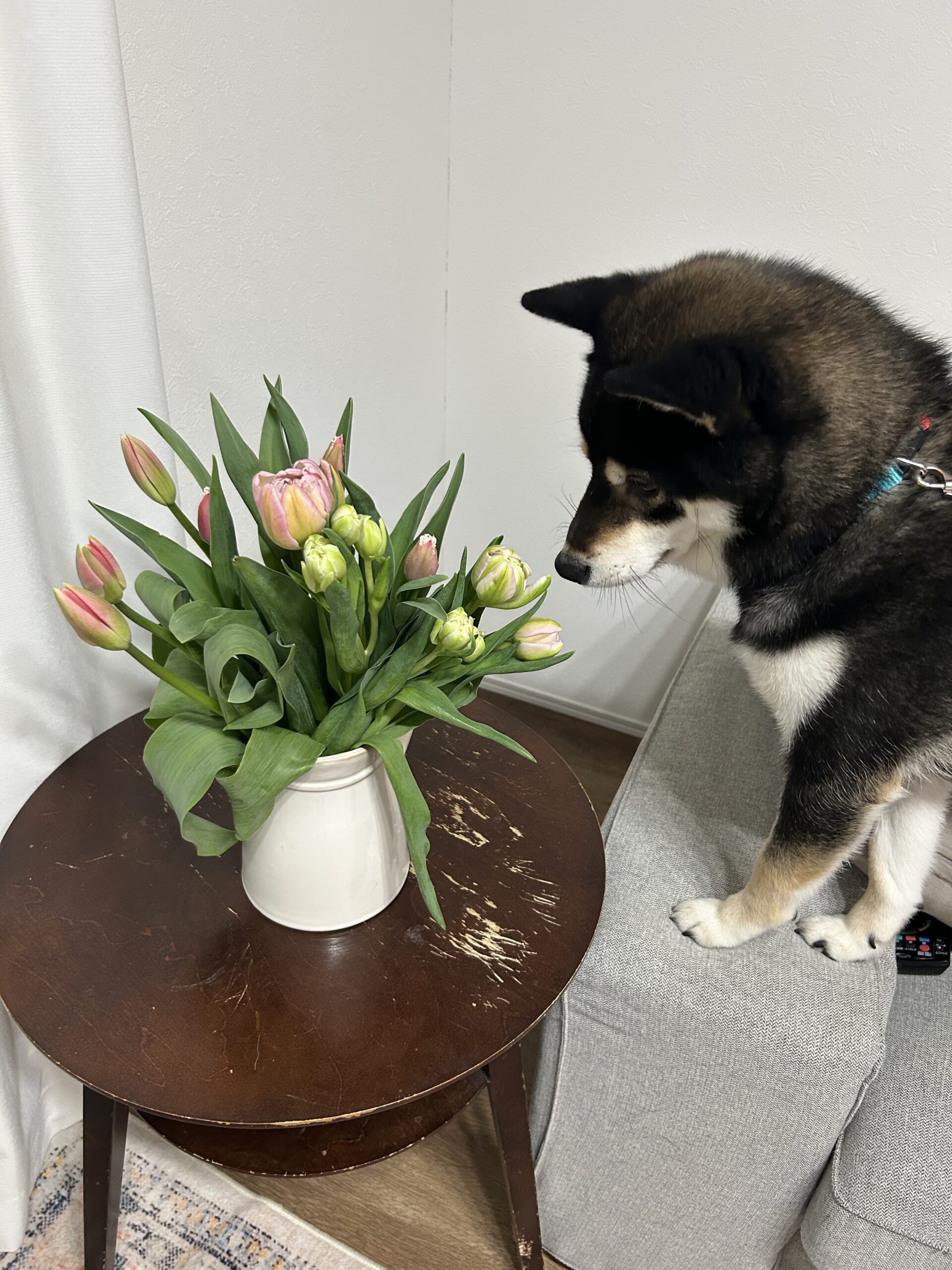 dog
